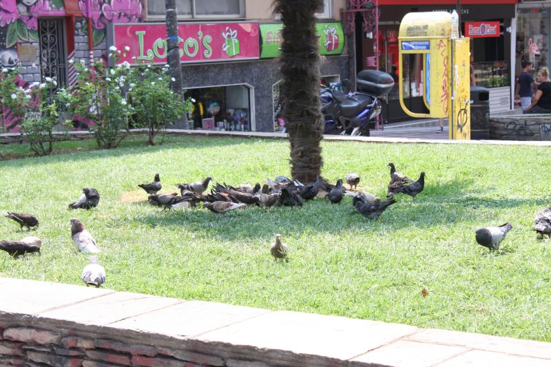 Highlights & Erinnerungen / Griechenland urlaub 2017 / g_5_3_img_9616.jpg